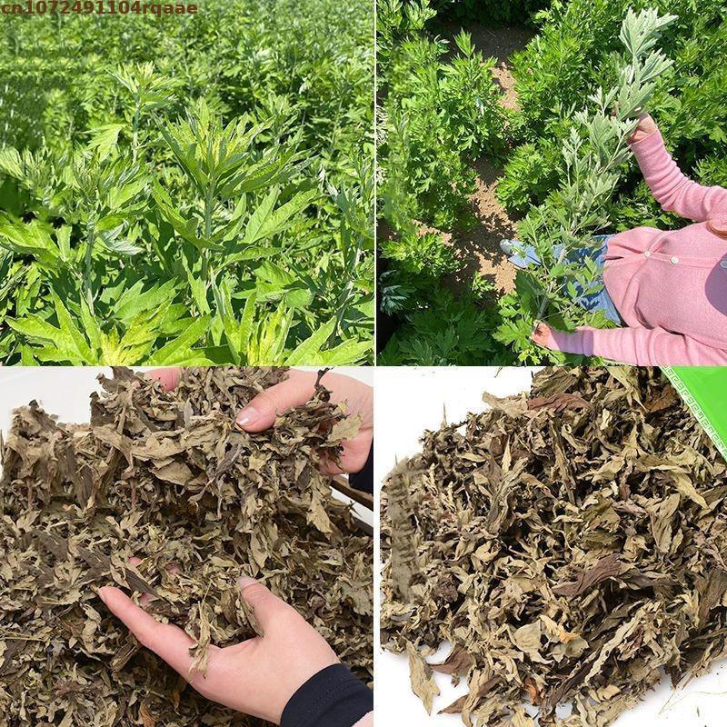 100% Natural Dried Ay Tsao Lea - Chamomile Tea ulasan dan harga