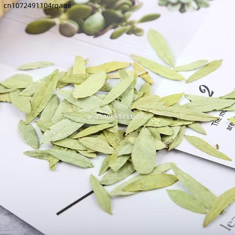 Premium Organic Senna Leaves & - Dried Herbs ulasan dan harga